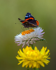 Fototapeta na wymiar Red admiral butterfly on the yellow flower.