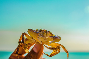 Black Sea crab on a background of the blue sky