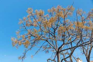 landscape of birch tree and sunlight sky, background