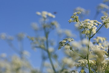 Здравствуй, лето!