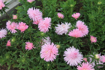  Beautiful pink asters bloom on a flowerbed in a city park