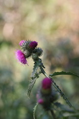 Thistle branch with flowers