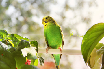 Budgerigar. Parrot near the window