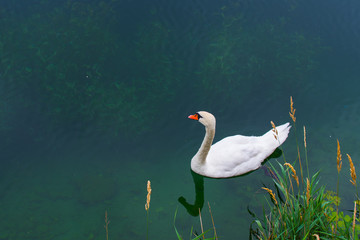 lonely Swan in the pond
