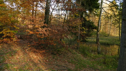 Las jesienią w Polsce. Pożółkłe liście oświetlone zachodzącym słońcem.