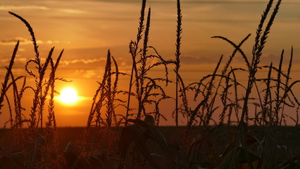 Zachód słońca nad polami regionu Śląsk w Polsce. Pora to początek jesieni. - obrazy, fototapety, plakaty