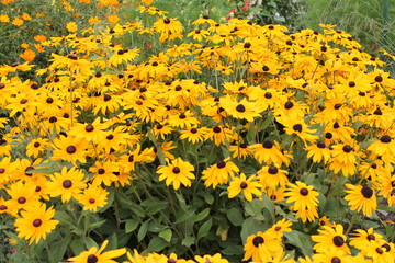 Obraz premium Chrysanthemums. Bright orange Flowers. Autumn garden flowers
