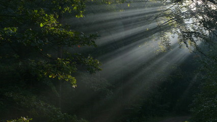 Fototapeta na wymiar Poranne promienie słońca. Przebijają się przez szczeliny pomiędzy liśćmi. Wilgotny poranek jesienią.