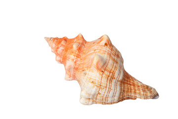 Spiral sea shell isolated on white with clipping path.