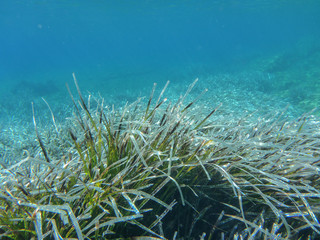 Fototapeta na wymiar Underwater life - water plants in Kolona double bay Kythnos island Cyclades Greece, Aegean sea.