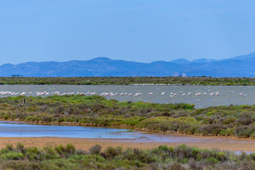 Beautiful flamingo group in the water in Delta del Ebro, Catalunya, Spain. Copy space for text.