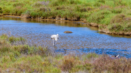 Beautiful flamingo in the water in Delta del Ebro, Catalunya, Spain.