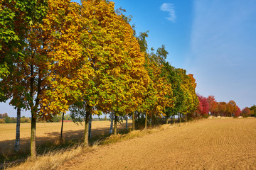 Naklejka premium View on colorful trees line in autumn