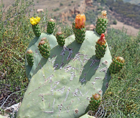 Fleur de figuier de barbarie