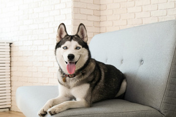 Portrait of young beautiful funny husky dog sitting on grey textile sofa at home. Smiling face of domestic pure bred dog with pointy ears. Loft style brick wall background, close up, copy space. © Evrymmnt