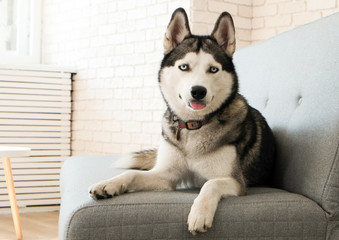 Portrait of young beautiful funny husky dog sitting on grey textile sofa at home. Smiling face of domestic pure bred dog with pointy ears. Loft style brick wall background, close up, copy space. © Evrymmnt