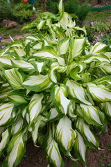 Obraz premium beautiful leaves of garden flowers in the garden