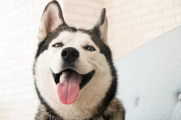 Portrait of young beautiful funny husky dog sitting on grey textile sofa at home. Smiling face of domestic pure bred dog with pointy ears. Loft style brick wall background, close up, copy space. © Evrymmnt