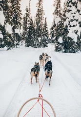 Foto op Plexiglas Husky hondenslee rijden in het sneeuwwinterbos in Finland, Lapland © nblxer