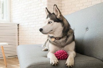 Portrait of young beautiful funny husky dog sitting on grey textile sofa at home. Smiling face of domestic pure bred dog with pointy ears. Loft style brick wall background, close up, copy space. © Evrymmnt