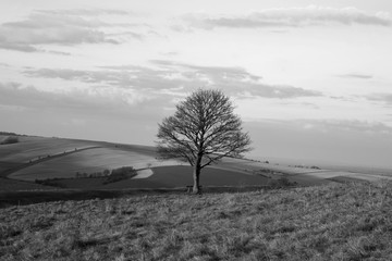 Fototapeta premium Tree