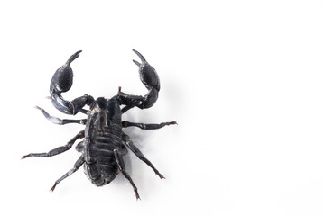 Scorpion isolated on white