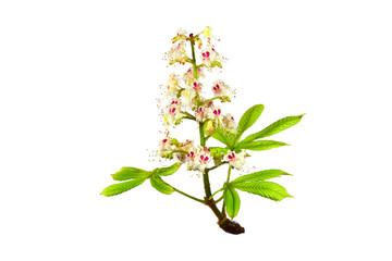 Isolated Horsechestnut Aesculus Hippocastanum Flower. Also Horse-Chestnut or Conker Tree.
