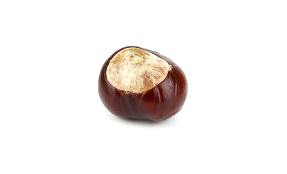 Isolated Horsechestnut Aesculus Hippocastanum Seed. Also Horse-Chestnut or Conker Tree.