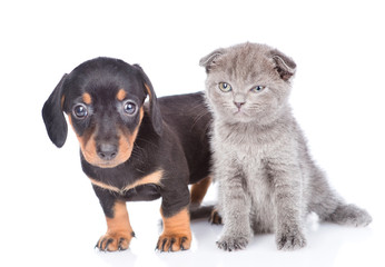 Dachshund puppy and scottish kitten standing together. isolated on white background