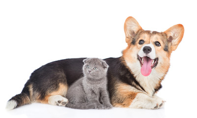 Corgi puppy with tiny kitten lying together in side view and looking up. isolated on white background