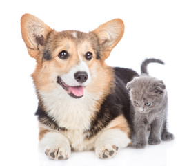corgi puppy lying with tiny kitten. Isolated on white background