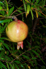 Pomegranate