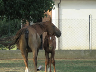 Cavallo