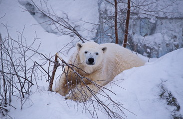 Polar bears in a zoo