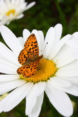 butterfly on a flower