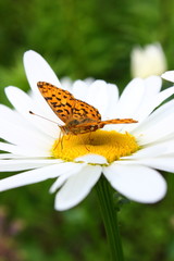 butterfly on flower