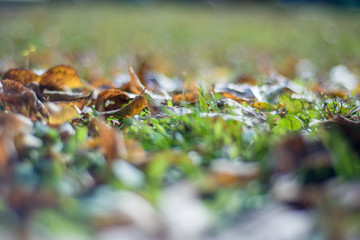 the leaves on the grass