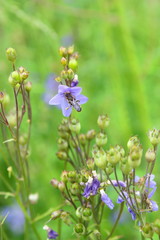 bee on a flower