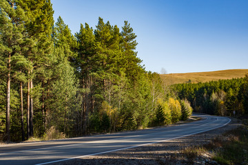 Naklejka premium road through the forest