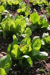 Red and green Radicchio plants in the field. Italian radicchio cultivation in autumn

