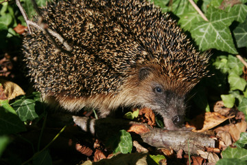 Wild hedgehog in the forest in autumn. Animal wildlife
