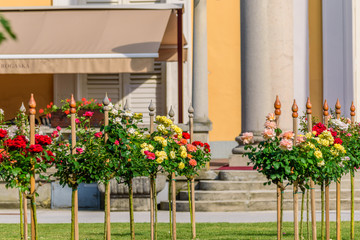 Fototapeta na wymiar View of blooming roses in Ragascka Slatina, Slovenia. With selective focus.