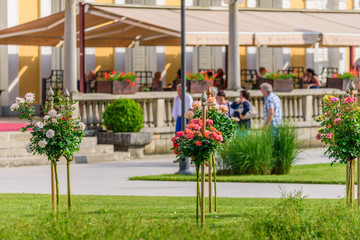 View of blooming roses in Ragascka Slatina, Slovenia. With selective focus.