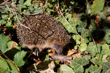 Wild hedgehog in the forest in autumn. Animal wildlife
