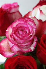 red roses on a white background