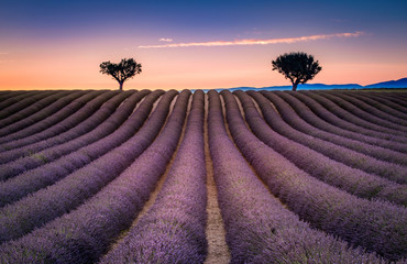 Sunrise of a lavender field blooming in Valensole, Provence France