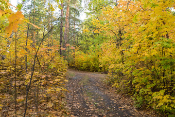 Obraz premium Осенняя тропа