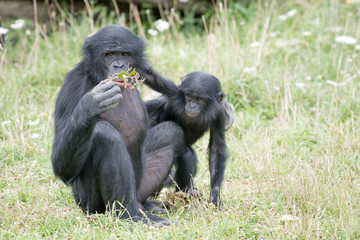 Bonobo éduque son petit