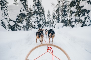 Riding husky dogs sledge in snow winter forest in Finland, Lapland © nblxer