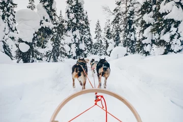 Abwaschbare Fototapete Reiten von Husky-Hundeschlitten im Schneewinterwald in Finnland, Lappland © nblxer